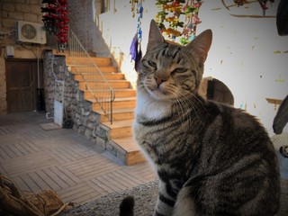 Naklejka premium Cute gray tabby cat basks in the sun