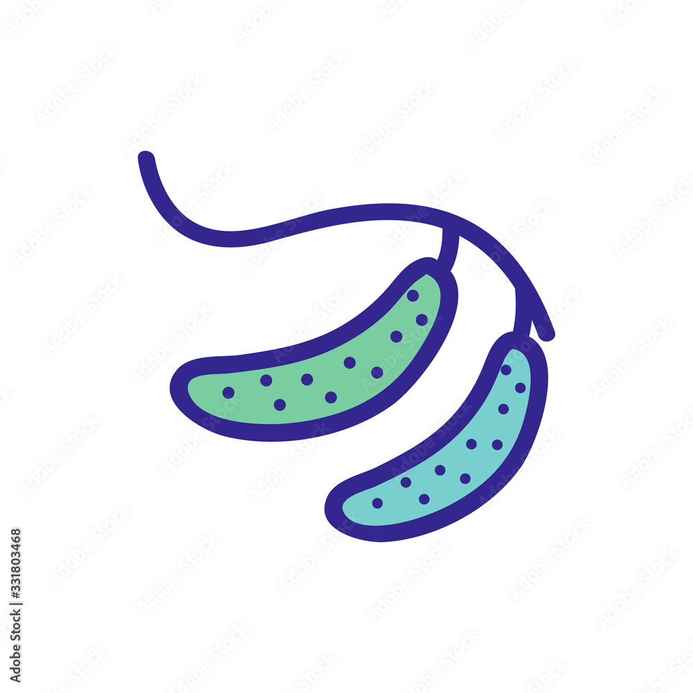 Poster cucumber on a branch icon vector. cucumber on a branch sign. color isolated symbol illustration
