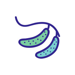 cucumber on a branch icon vector. cucumber on a branch sign. color isolated symbol illustration