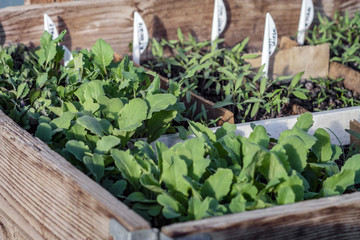 Diferent kind of vegetables grown inside house or in the garden because of the new virus corona virus also known as covid-19, people started to grow food and seedlings  because of the lack of suply