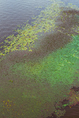 The water on the river bloomed and covered with algae