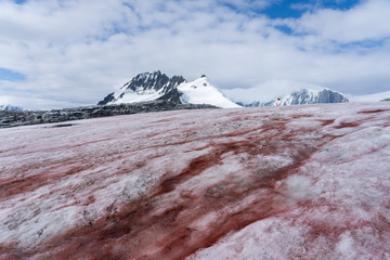 Red snow in antarctica landscape © David Katz