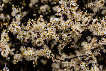 A close-up shot of the flowers of a blooming Prunus spinosa (blackthorn or sloe) tree