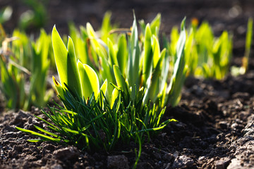 camomiles in green grass close up