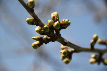 Mirabelle plums fruit tree spring buds 