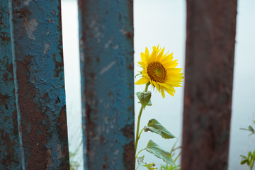 A sunflower peeks out from behind a blue rusty metal fence
