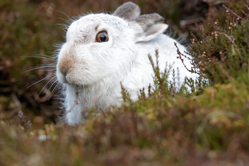 Curious mountain hare