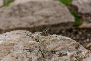 A butterfly on a boulder showcasing its camouflage with the surroundings found in the wild in the French Alps mountains near Vence, France (Cote d'Azur, Riviera, Provence)