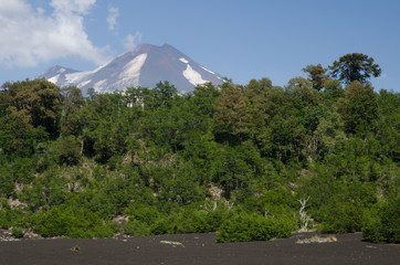 Fototapeta premium Llaima volcano and forest in the Conguillio National Park.