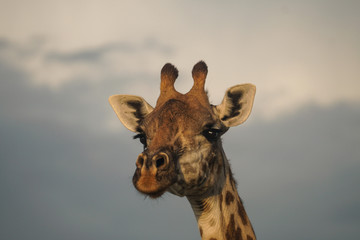 Giraffe Headshot