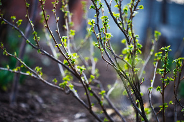 Currant bush in the spring. Growth. Greens appear.
