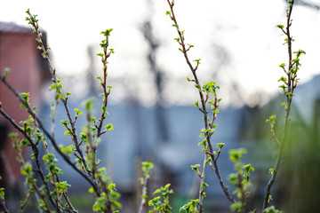 Currant bush in the spring. Growth. Greens appear.