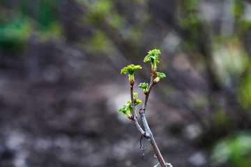 Currant bush in the spring. Growth. Greens appear.