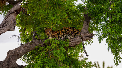 Leopard in Ruaha © Shelly