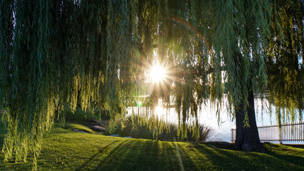 Sunbursts through Willow © Shelly