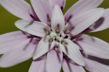 Flower of Leucheria lithospermifolia in the Conguillio National Park.