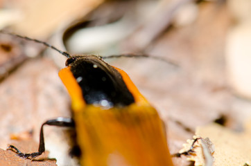 Beetle on the ground in the Conguillio National Park.