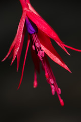Fototapeta na wymiar Flower of hummingbird fuchsia in the Conguillio National Park.