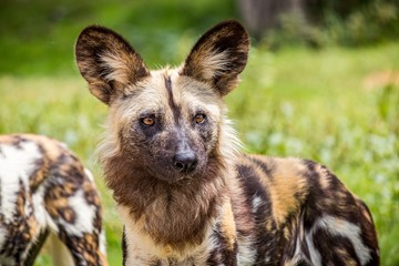 Selective focus closeup shot of a spotted wild African dog in a green grassy field