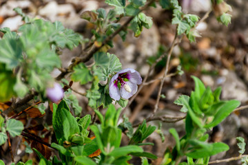 A close-up shot of a Malva subovata (tree / sea mallow) flower found in the wild in the French Alps mountains near Vence, France (Cote d'Azur, Riviera, Provence) under warm sunlight