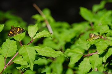 Butterflies on a hummingbird fuchsia Fuchsia magellanica.