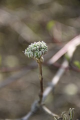 Wild viburnum bud flower and leaves