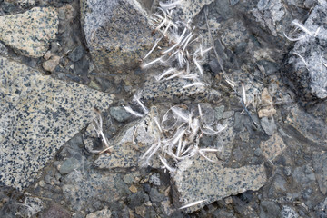 penguin feathers in a pile on the ground with rocks in antarctica