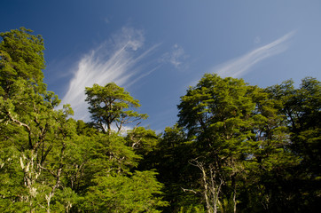 Fototapeta premium Forest with Dombey's beech Nothofagus dombeyi and clouds.