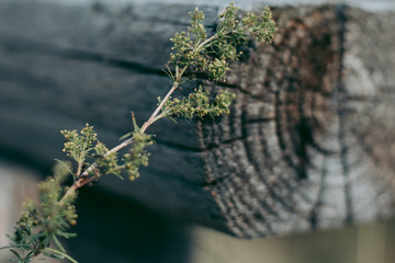 Ants on the grass near log