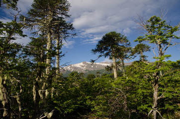Fototapeta na wymiar Forest with Dombey's beech and monkey puzzle trees and mountain range.