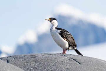 Imperial Shag standing on a rock in Antarctica