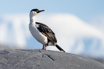 Imperial Shag standing on a rock in Antarctica