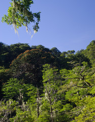 Forest with Dombey's beech and monkey puzzle tree.