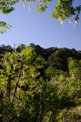 Forest with Dombey's beech and monkey puzzle tree.