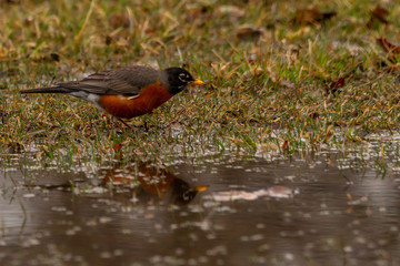 American Robin