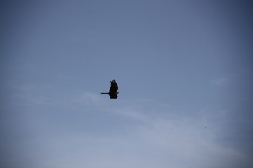 Black kite flying bird of prey in he blue sky