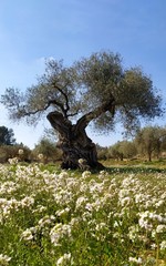 tree in spring