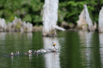 Flying steamer ducks Tachyeres patachonicus in a lagoon.