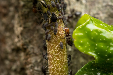 Hormigas cuidando y ordeñando a pulgon negro, simbiosis