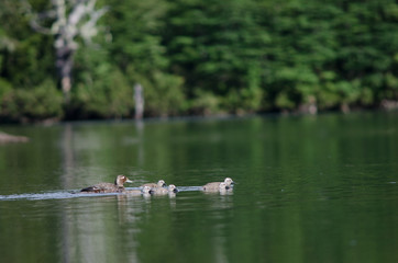Naklejka na ściany i meble Flying steamer ducks Tachyeres patachonicus in a lagoon.