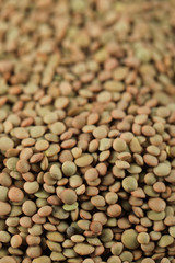 Green fresh and healthy lentil stock for wholesale