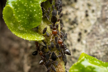 Hormigas cuidando y ordeñando a pulgon negro, simbiosis