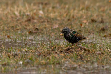 starling on the grass