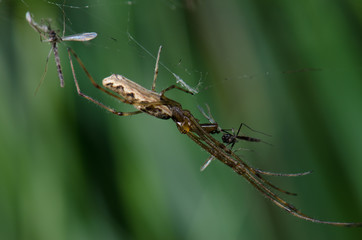 Spider Tetragnatha extensa in the Captren lagoon.