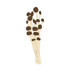Beautiful  honey mushroom Armillaria  , great design for any purposes. Vegan & vegetarian food. Organic nutrition. Vegan, vegetarian diet. Autumn background. Vector doodle illustration. Isolated white