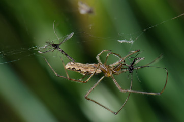 Spider Tetragnatha extensa in the Captren lagoon.