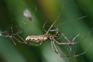 Spider Tetragnatha extensa in the Captren lagoon.