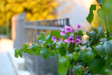 Purple flowers in a garden, illuminated by warm sunset light. Selective focus.
