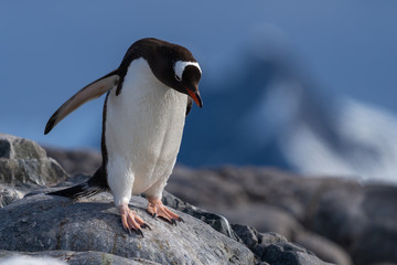 Gentoo Penguin near Waterboat Point in Antarctica