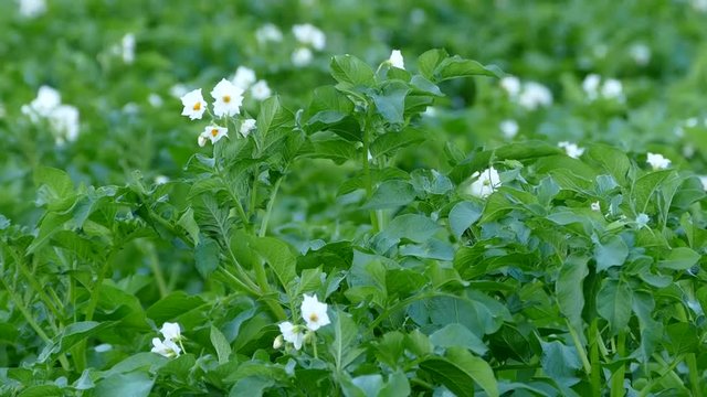 potato plant blooming in the garden, potato in the garden, flower season of potato plant,